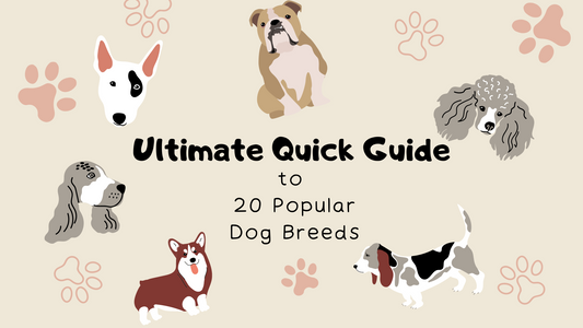 Ultimate Quick Guide to 20 Popular Dog Breeds