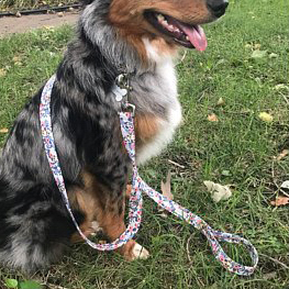 Australian cattle dog with rifle paper floral dog leash