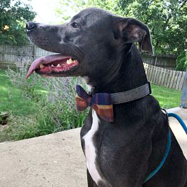 Black dog wearing olive herringbone dog collar