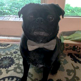 Black pug wearing olive green herringbone dog collar and bow tie set