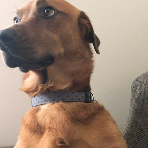 Brown dog wearing gray and black polka dots dog collar