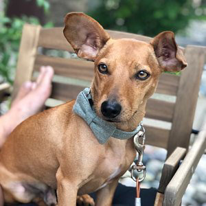 Brown dog wearing olive green herringbone dog collar and bow tie set