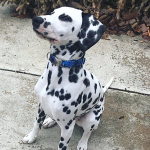 Dalmation wearing galaxy dog collar with metal buckle