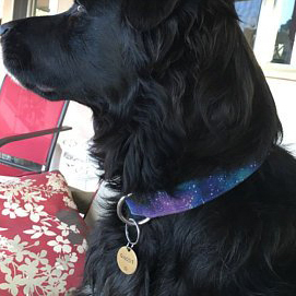 Dog wearing galaxy dog collar