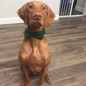 Dog wearing hunter green and white polka dots dog collar and bow tie set