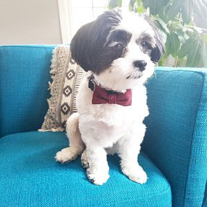 Little dog wearing red herringbone dog bow tie