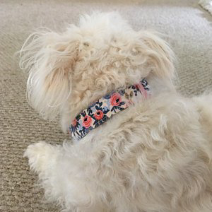 Little white dog wearing rifle paper floral dog collar