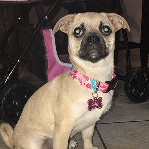 Puggle wearing preppy pink floral dog collar