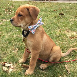 Puppy wearing rifle paper floral dog bow tie