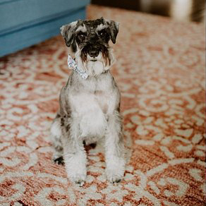 Schnauzer wearing rifle paper floral dog bow tie