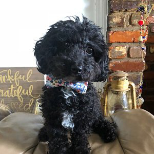 Tiny black dog wearing rifle paper floral dog bow tie