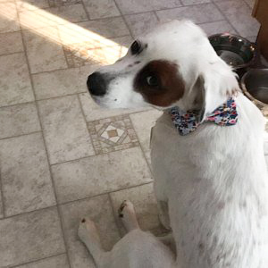 Wedding dog wearing rifle paper floral dog collar and bow tie set