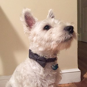 White dog wearing charcoal gray herringbone dog collar and bow tie set