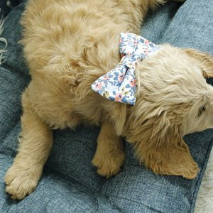 White dog wearing rifle paper floral dog bow tie