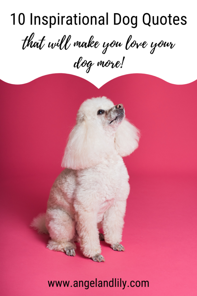 White poodle on a pink background