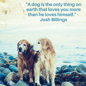 inspirational dog quote about love