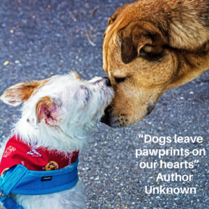 inspirational dog quote about love