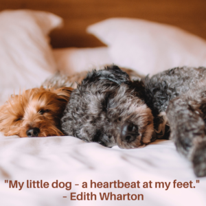 inspirational dog quote about love