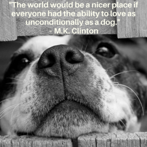 inspirational dog quote about love