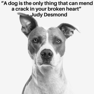 inspirational dog quote about love