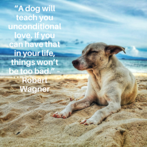 inspirational dog quote about love