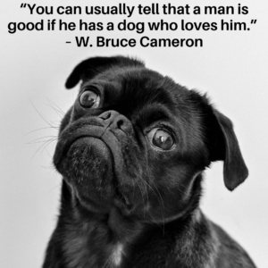 inspirational dog quote about love