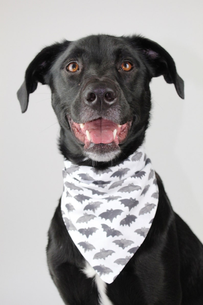 Black and white watercolor bats Halloween dog bandana