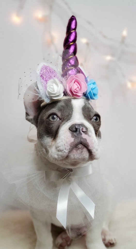 Unicorn Dog Halloween Costume on Etsy