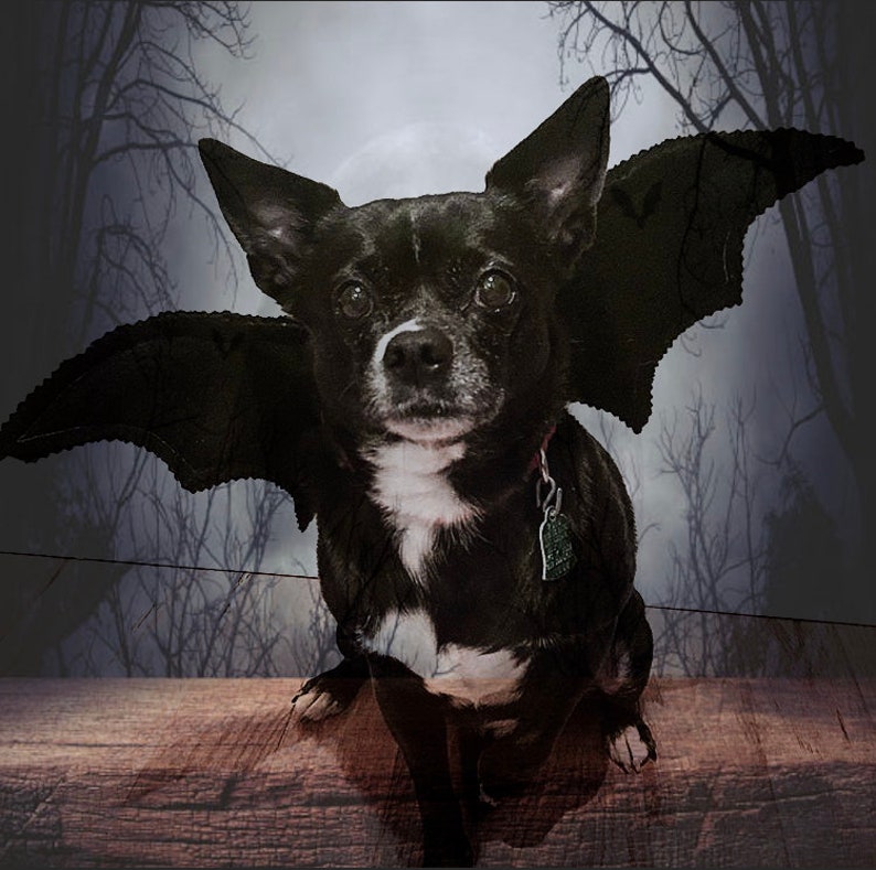 Bat Wings Dog Halloween Costume on Etsy