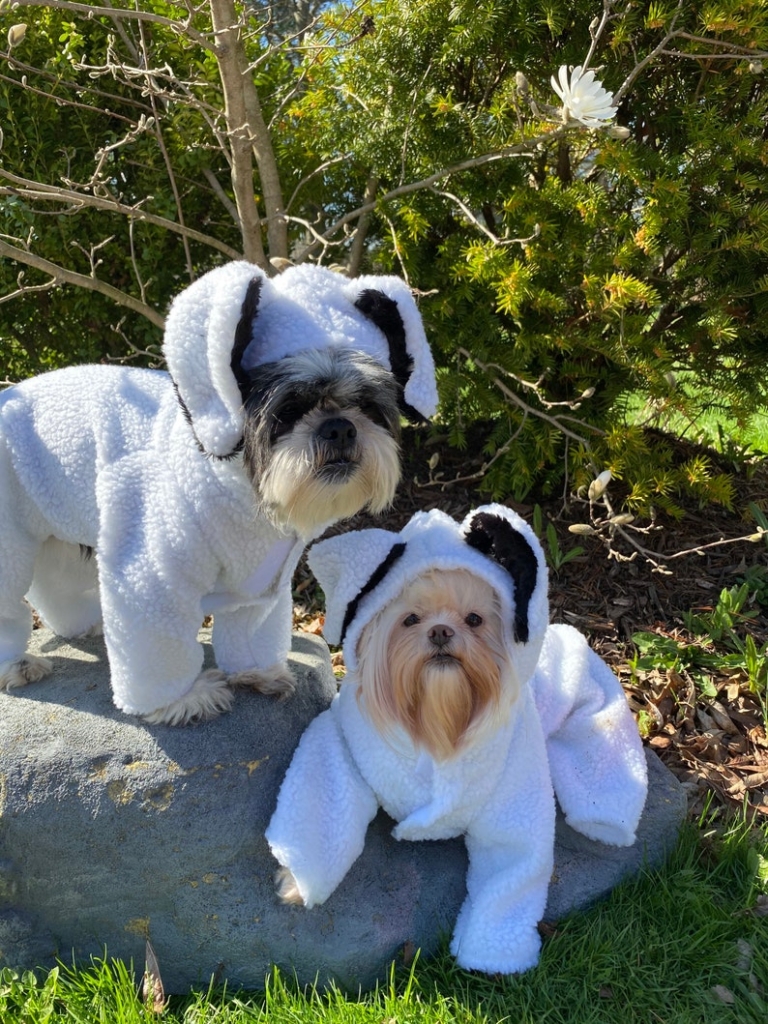 Sheep Halloween Dog Costume on Etsy