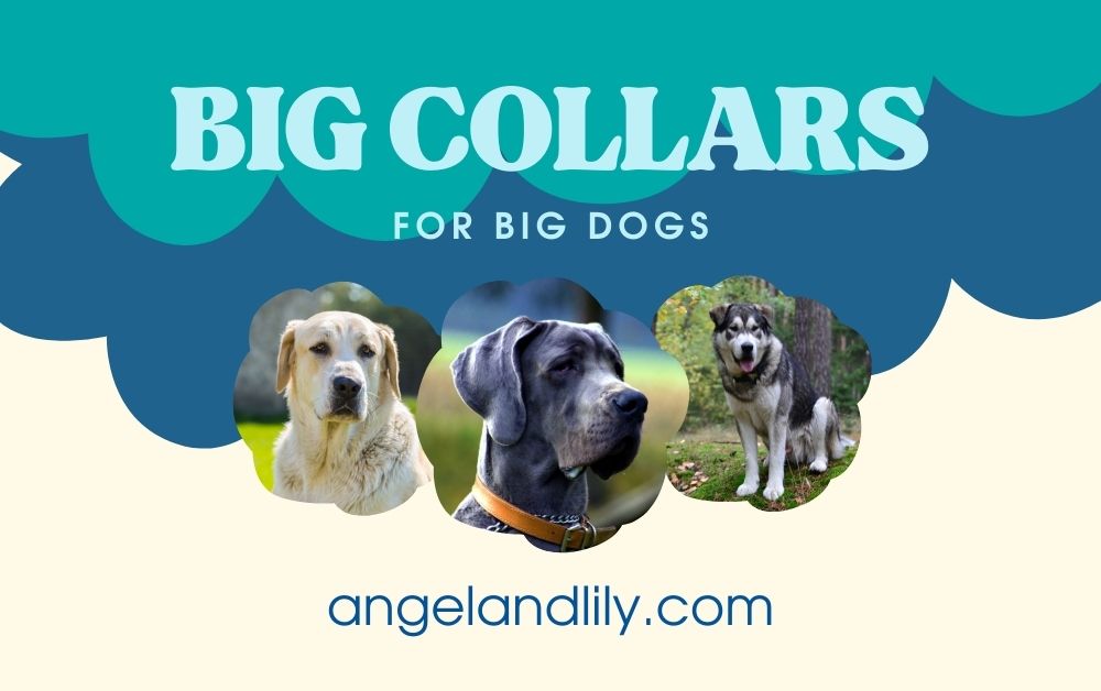 Big Dog Collars for Big Dogs