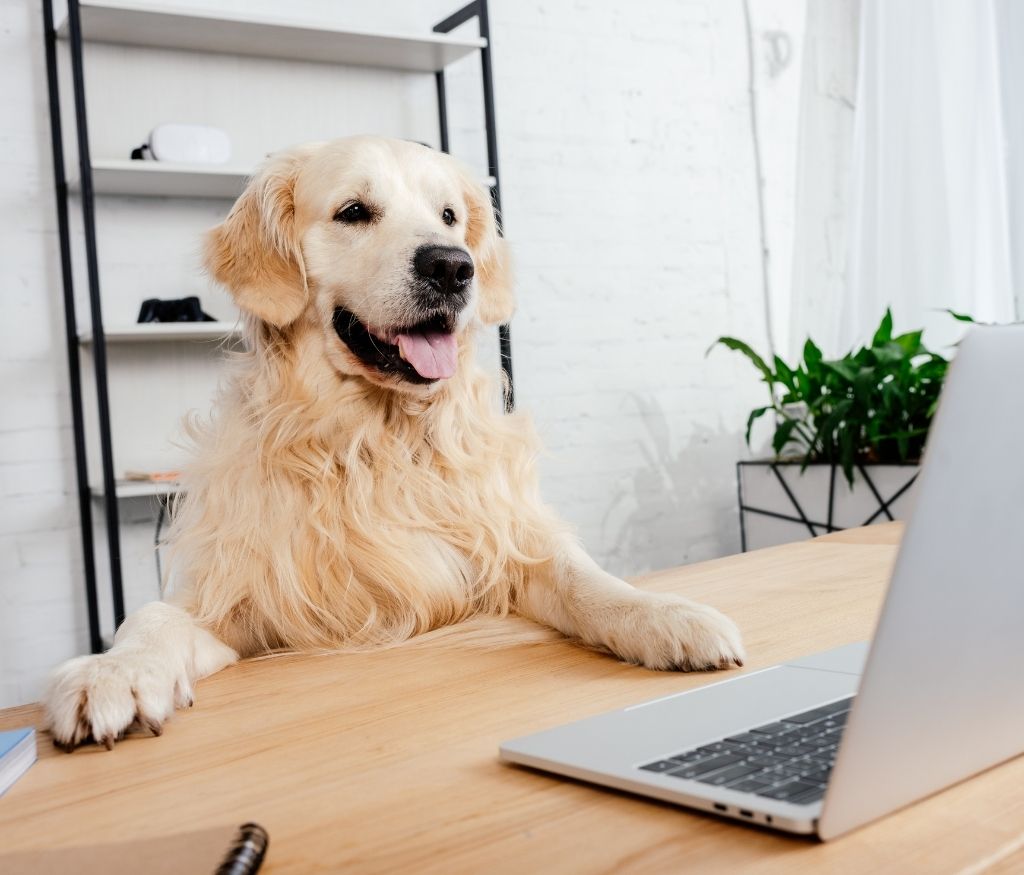 golden retriever sitting at a desk in front of a laptop