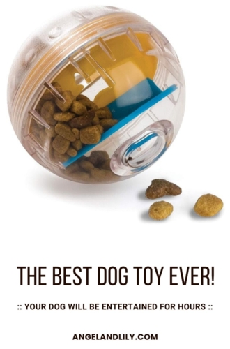 The Best Dog Toy Ever!