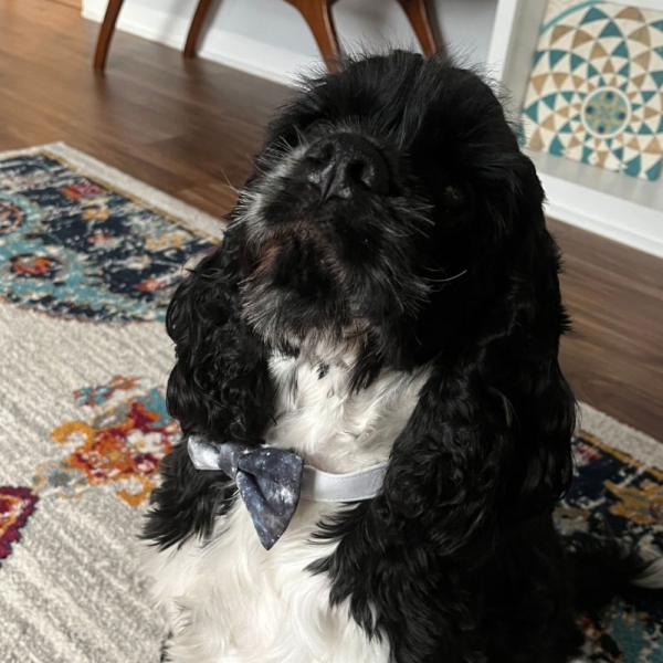 Black Galaxy Bow Tie - Image 3