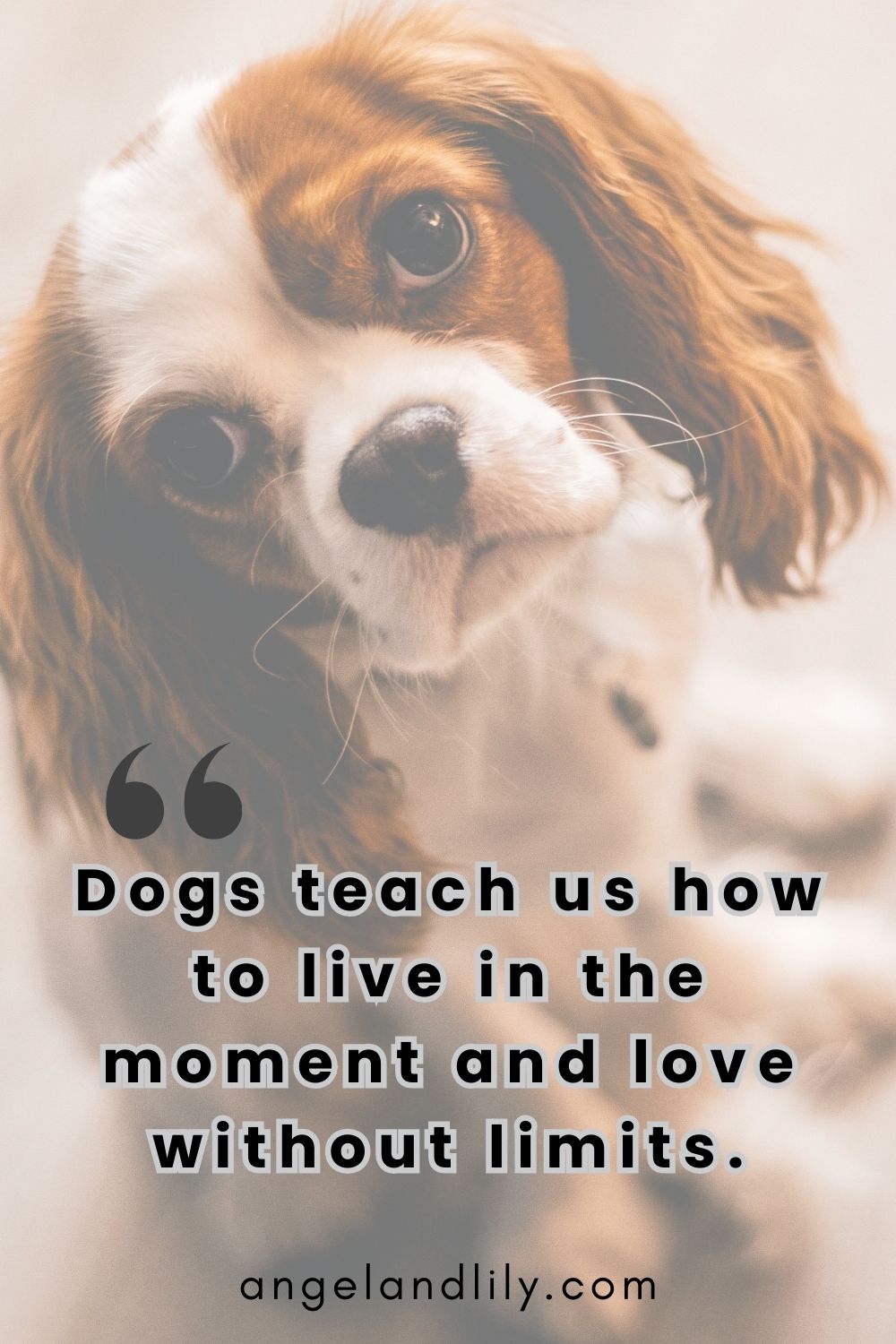 Daily Dogspiration – December 17, 2024