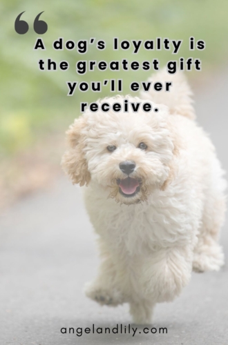 Daily Dogspiration – December 19, 2024