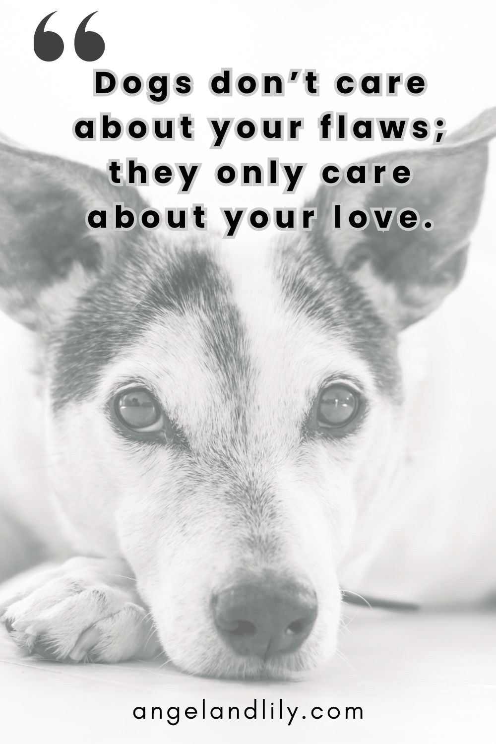 Daily Dogspiration – December 24, 2024