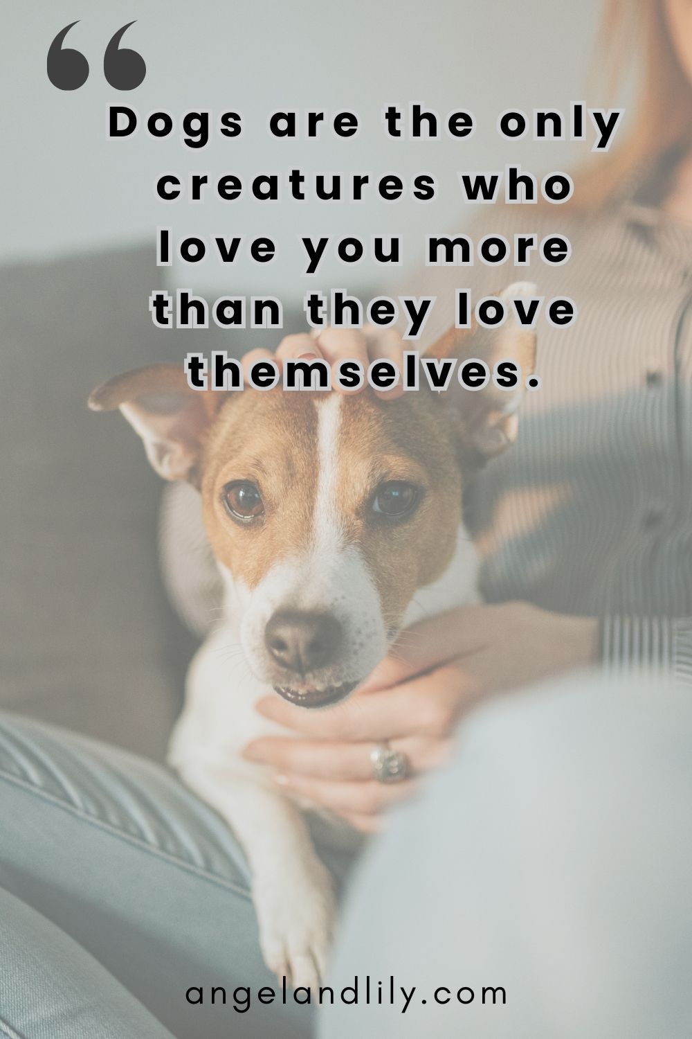Daily Dogspiration – December 27, 2024