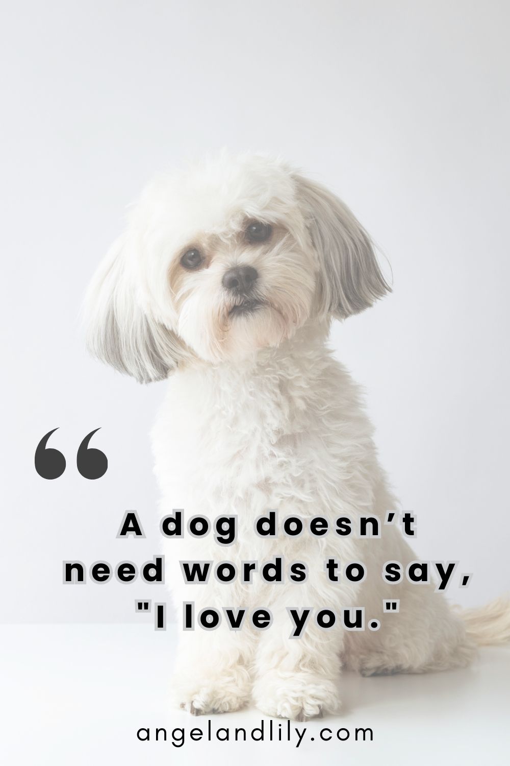 Daily Dogspiration – December 29, 2024