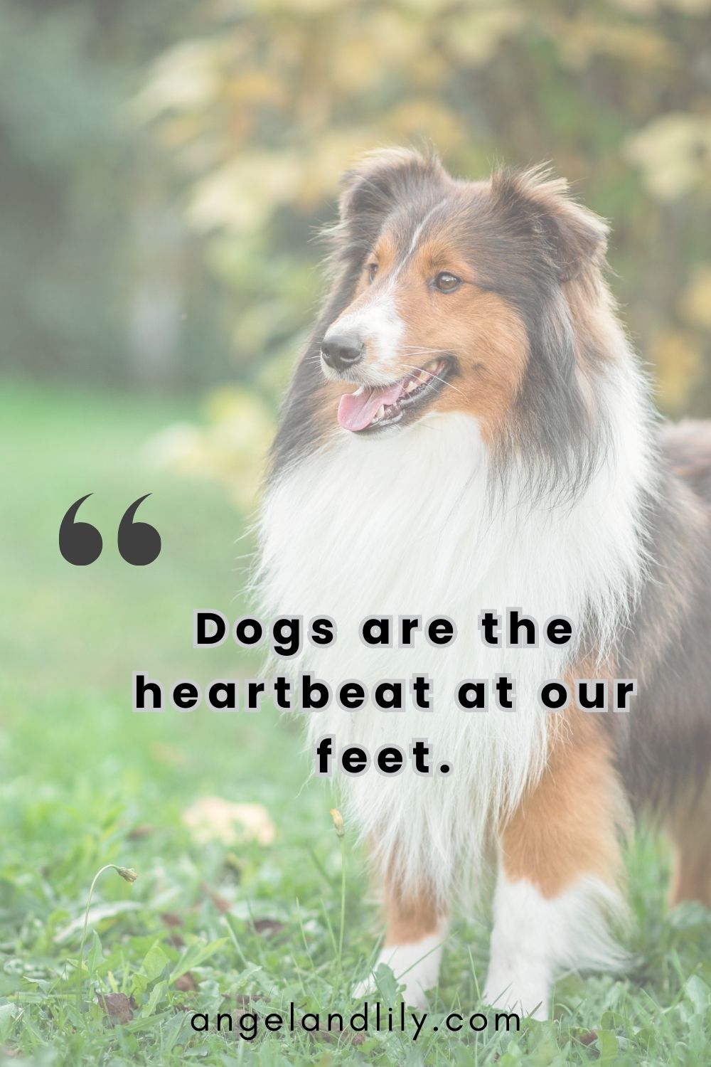 Daily Dogspiration – December 30, 2024