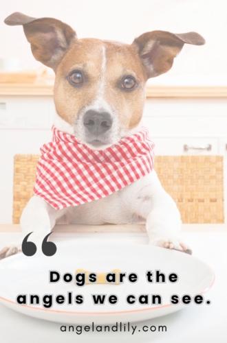 Daily Dogspiration – January 5, 2025
