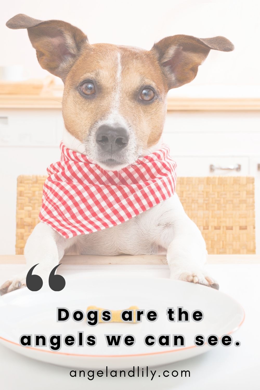 Daily Dogspiration – January 5, 2025