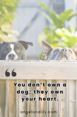 Daily Dogspiration – January 6, 2025
