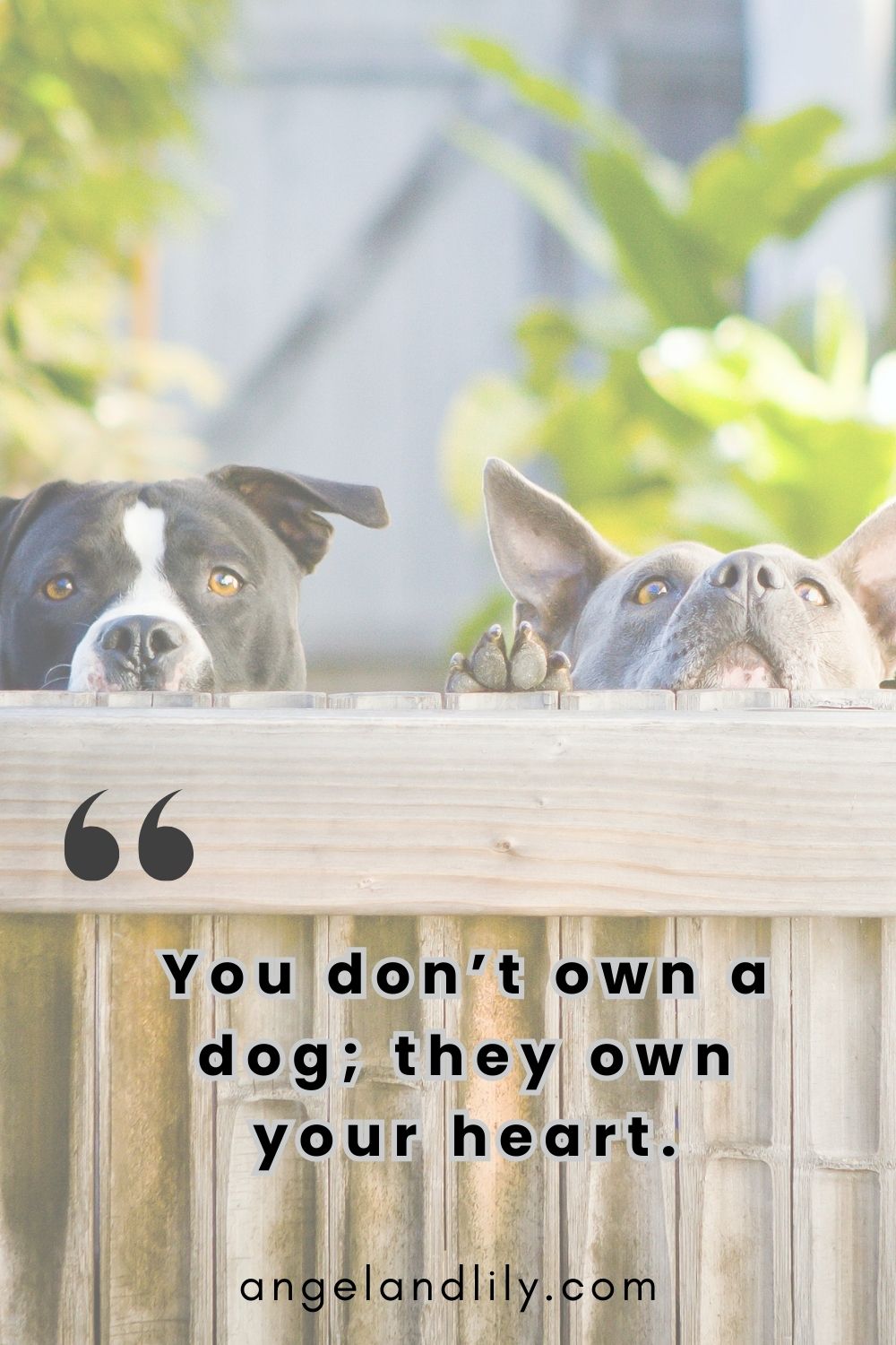 Daily Dogspiration – January 6, 2025