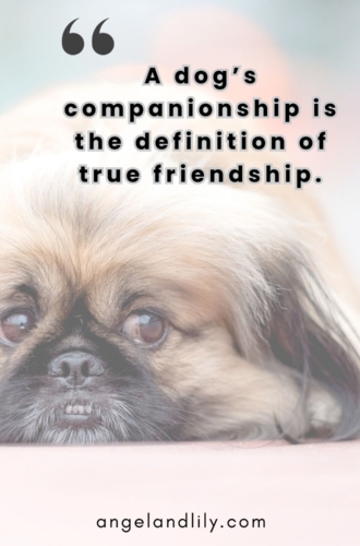 Daily Dogspiration – January 8, 2025