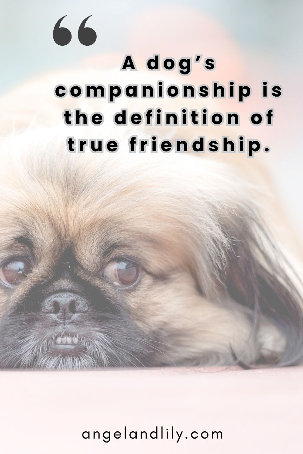 Daily Dogspiration – January 8, 2025