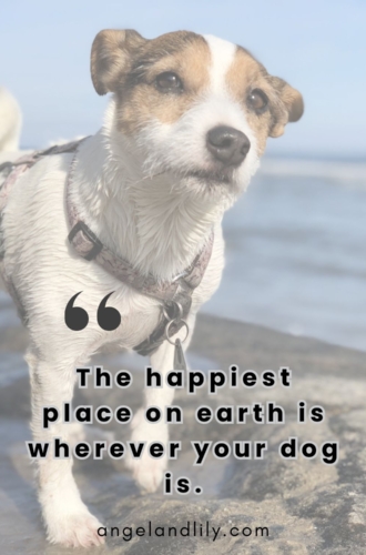 Daily Dogspiration – January 10, 2025