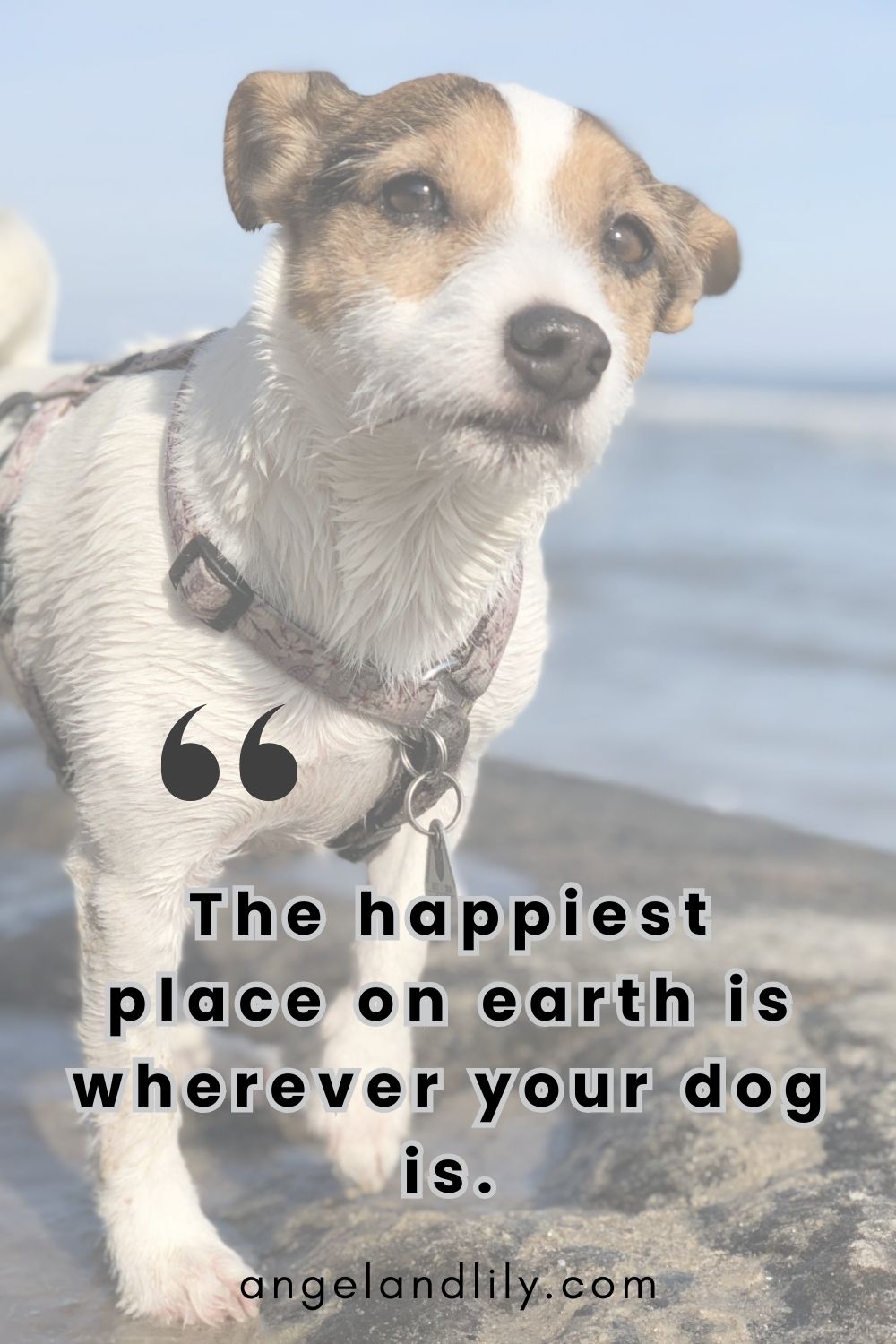 Daily Dogspiration – January 10, 2025