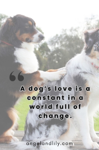 Daily Dogspiration – January 11, 2025