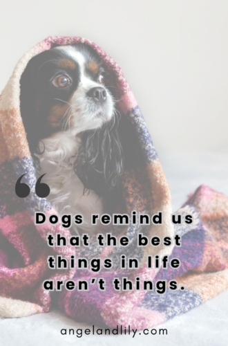 Daily Dogspiration – January 12, 2025